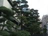 A30-I-d-hate-to-trim-those-buggers---trees-in-Fukuoka.jpg